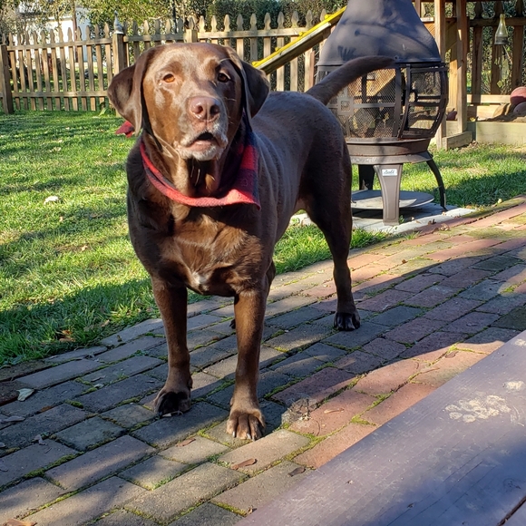 Meet your Posher, Becky - Posh Ambassador!!❤❤ - Picture 7 of 7